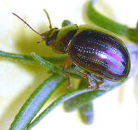 The Rosemary Beetle