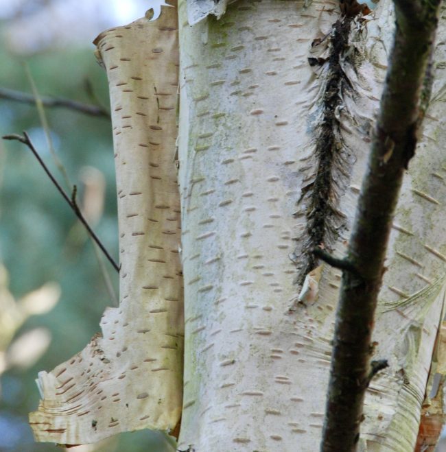 birch bark