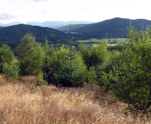 Woodland types : Birch woodlands