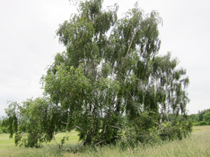 birch-tree