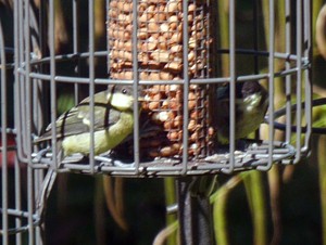 British Trust for Ornithology - Bird Atlas 2007