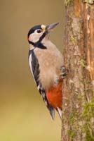 Woodland Bird Photography