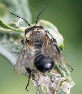 Bees and bumblebees : the threat of extinction.