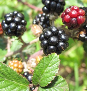 Autumn fruits