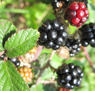Autumn fruits