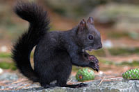 Red squirrel, grey squirrel, black squirrel ...