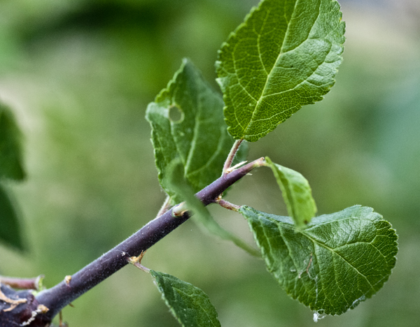 Spine of Blackthorn