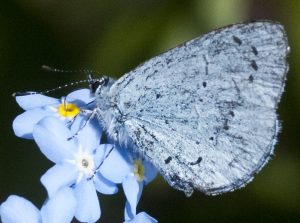 Woodland moths and butterflies.