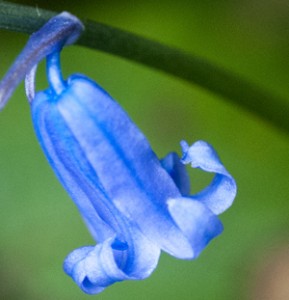 Native and non-native bluebells - an update