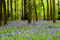 Bluebell Woods