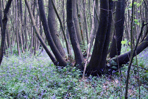 Bluebells and boars