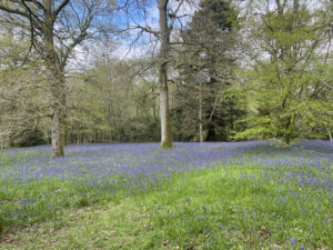 Ownership of SSSI Woodlands