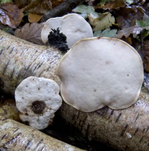"Neolithic mushrooms"