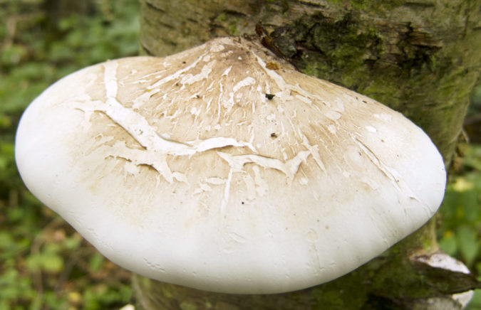 bracket fungus