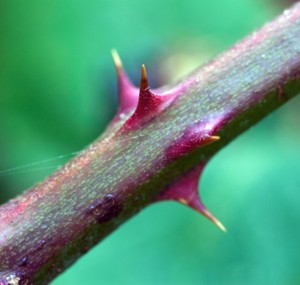 Plant defences and toxins.