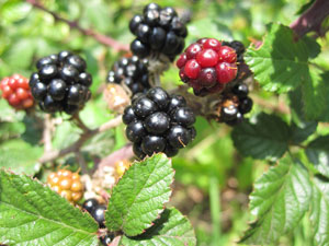 Blackberries - brambles