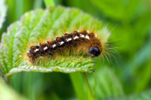 brown-tail-caterpillar