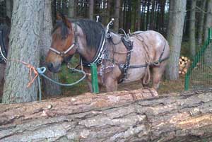 Horse-logging - less damaging and more practical for woodland owners