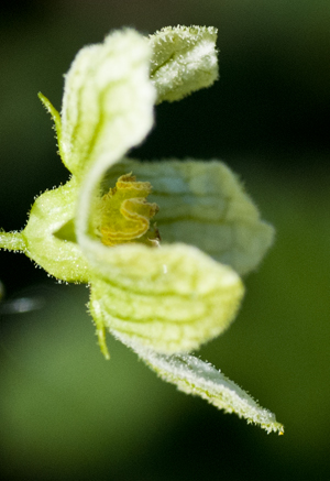 bryony flower hairs