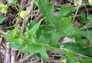 bryony leaf and tendril 1