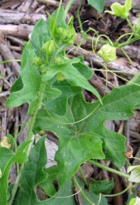 bryony leaf and tendril