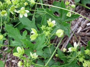 bryony plant