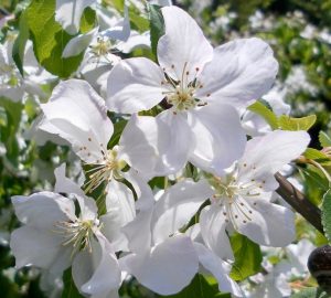 Unusual or exotic trees : the crab apple or wild apple tree.