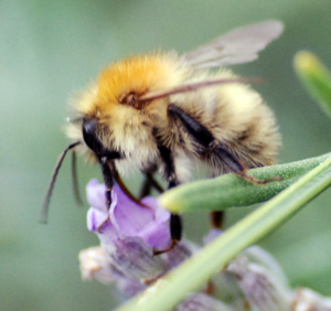 Insect Pollinators in decline