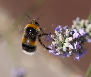 The Great British Bee Count (and App) - 2018.