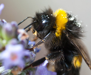 Bees and butterflies, nectar and nectaries.