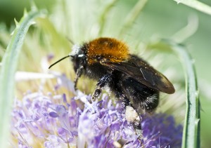 bumblebee on teasel again