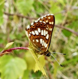 Butterfly management & conservation: the Duke of Burgundy at Denge Wood, Kent 