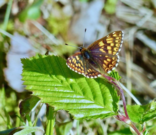 duke of burgundy