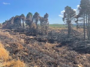 Fire in woodland ecosystems