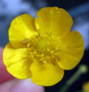 Buttercups – creeping, bulbous and meadow