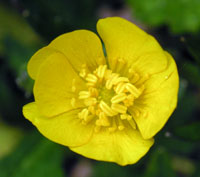 Buttercups, Old and New - Ancient Meadows