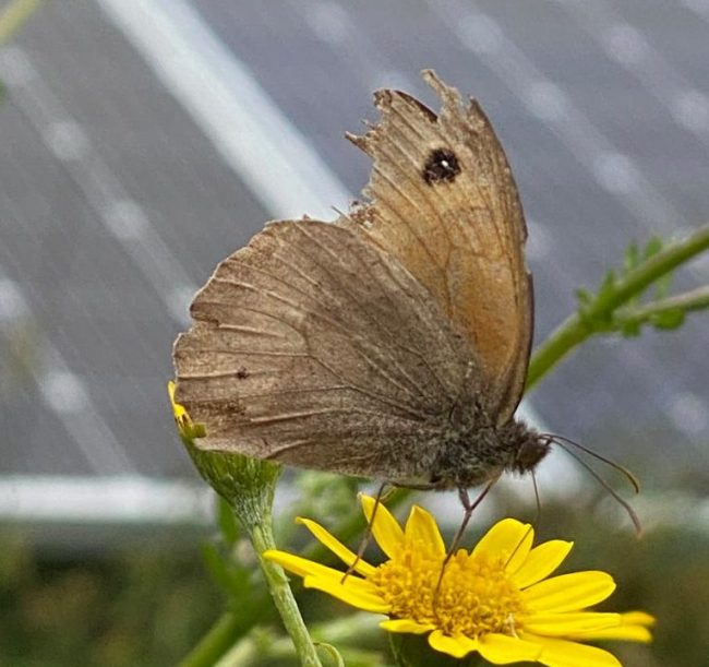 butterfly in solar energy farm