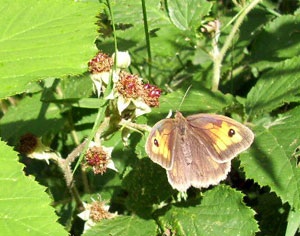 Big Butterfly count 2019