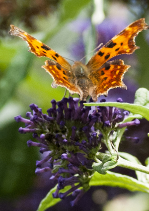 butterfly on buddleia