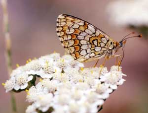 Butterflies in peril