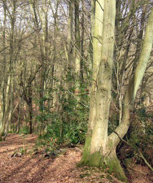 Forests.co.uk - buying and selling woodlands
