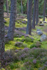 Caledonian forests .....