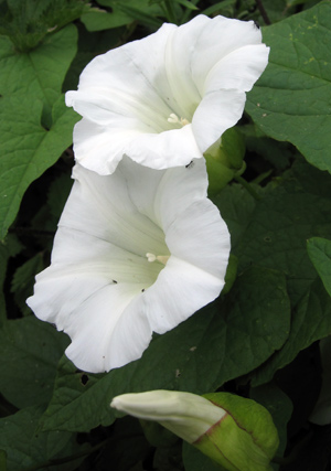 Calystegia trumpet like flowers