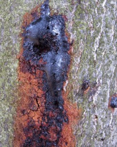 Horse Chestnut : National Survey of Leaf Miner Moth