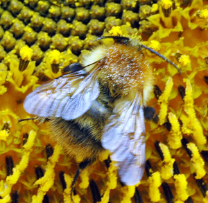 Bees, oilseed rape and foraging