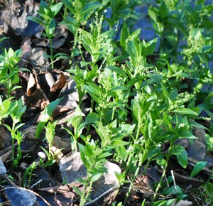 Dog's mercury