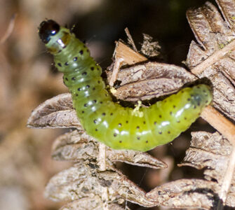 Changes in climate, phenology and food availability.