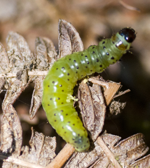 Changes in climate, phenology and food availability.