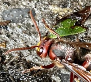 The European hornet.