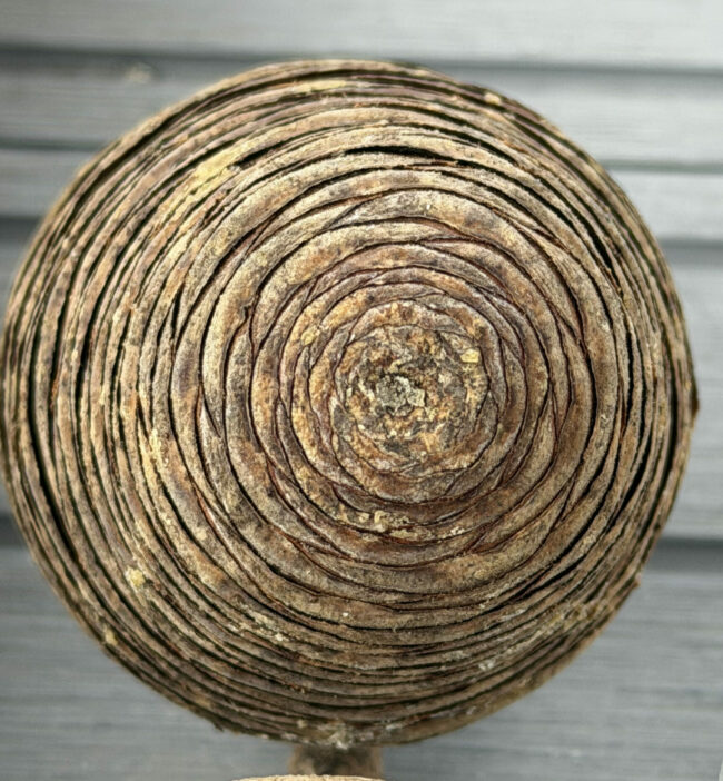 cedar cone